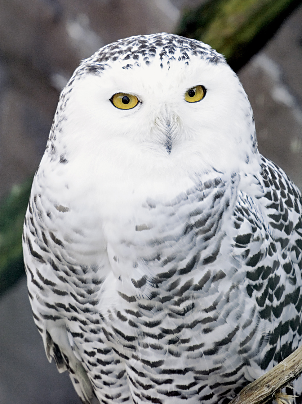 These owls have different colored spots to help them hide in different places - photo 31