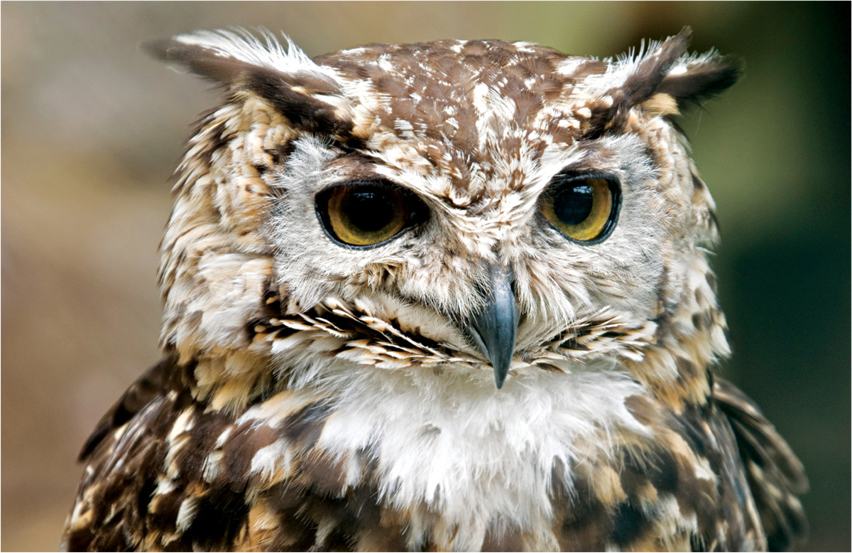 These owls have different colored spots to help them hide in different places - photo 32