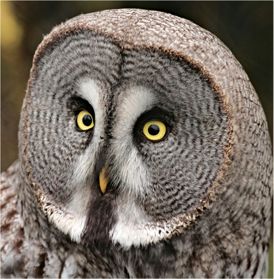 These owls have different colored spots to help them hide in different places - photo 33