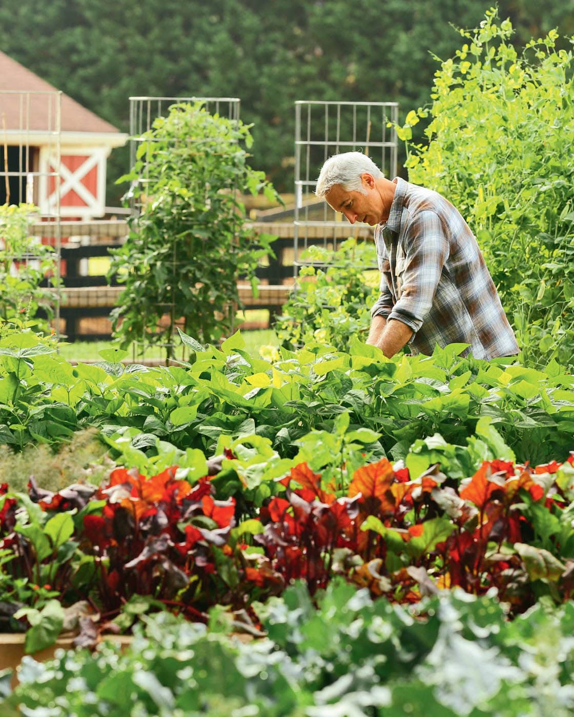 THE VEGETABLE GARDENING BOOK Your complete guide to growing an edible organic - photo 2