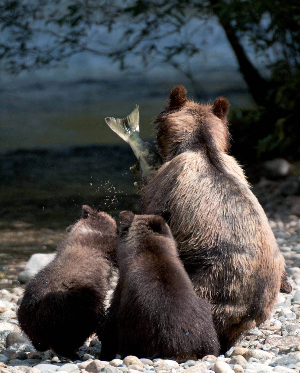 A female grizzly bear shares her salmon catch in the fall with her two cubs on - photo 3