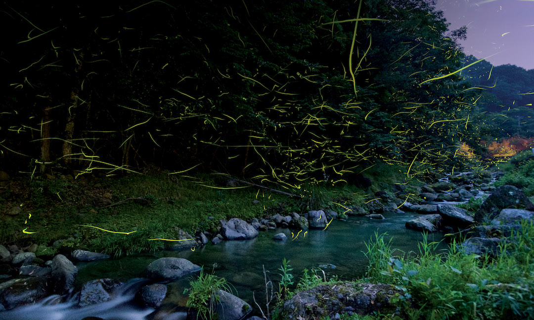 Fireflies naturally glow at night Nature designs in a way that doesnt waste or - photo 1