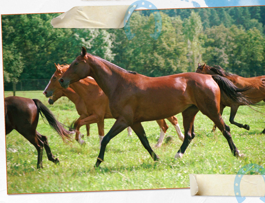 The field we live in must be big enough for grazing and galloping around Check - photo 10