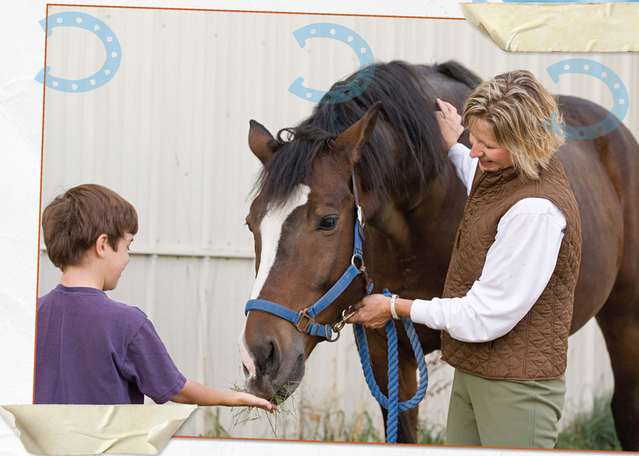 A good place to find your pet horse is an animal charity They take in horses - photo 6