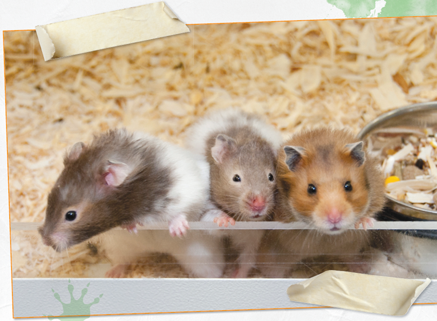 These hamsters are babies and will soon need to live alone You can buy a - photo 7