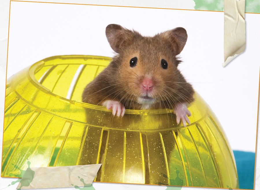 Your new pet should be lively and nosy Im always scurrying around A hamster - photo 9