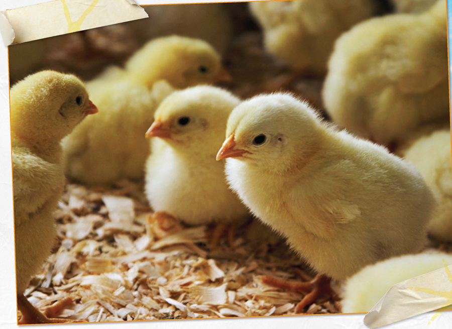 Baby chickens chicks need special care and indoor homes Older chickens can - photo 6