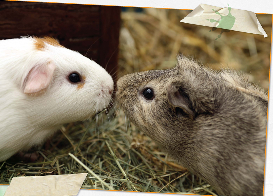 If you would like to keep boy guinea pigs it is best to get two brothers - photo 7