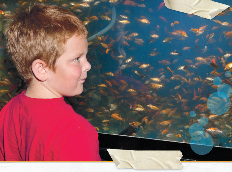 You can buy your goldfish from a pet shop a garden center or a fish breeder - photo 5