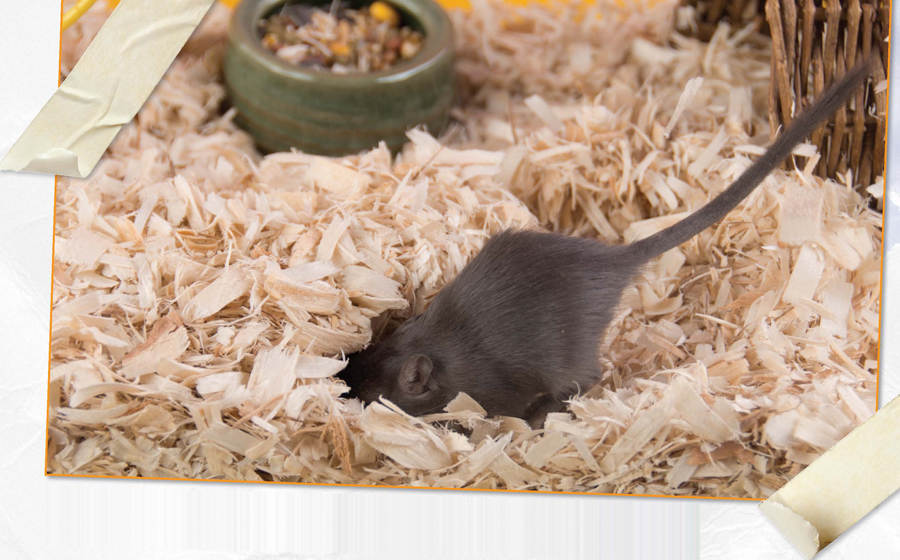 Giggles Gerbil Shopping List a large gerbilarium nesting material such as - photo 10