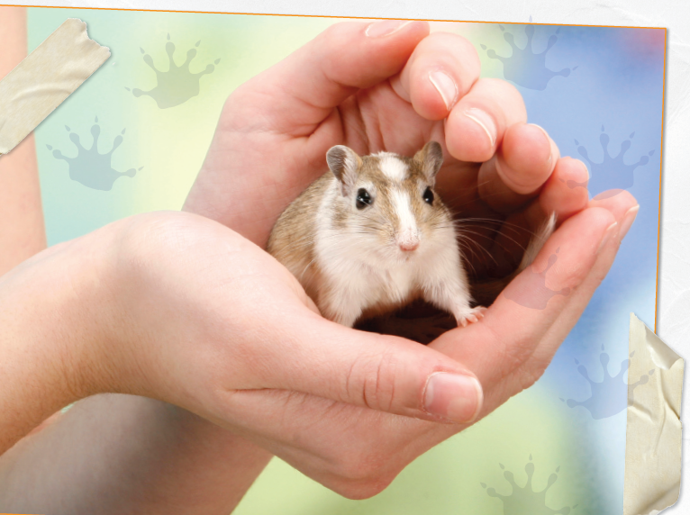 Heres how to get gerbils used to being stroked and held Be quiet and slow - photo 20