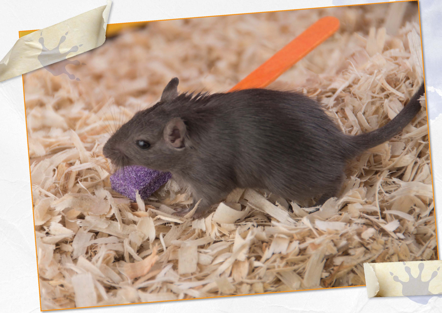 Try making your own gerbil adventure playground Build tunnels out of cardboard - photo 28