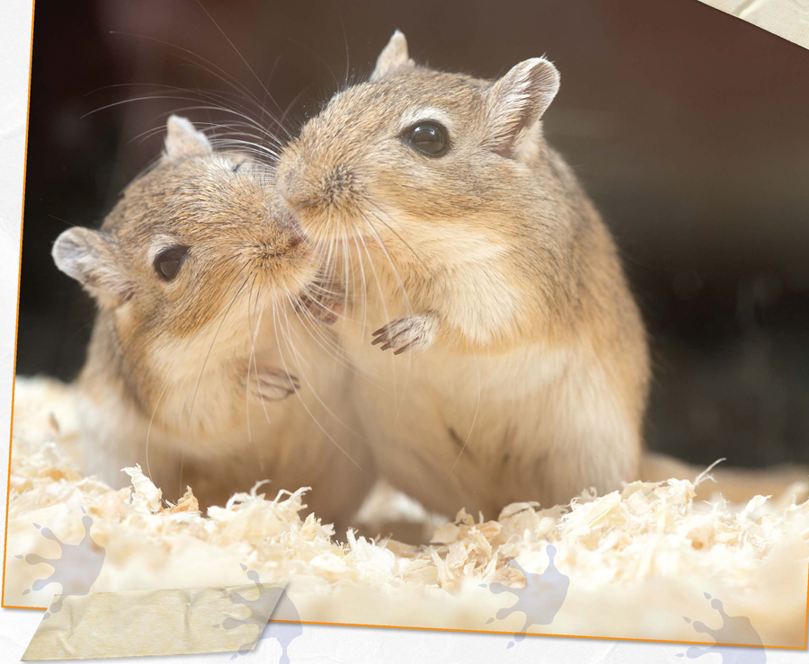 Choose a group of boy gerbils or a group of girl gerbils If you see two - photo 8