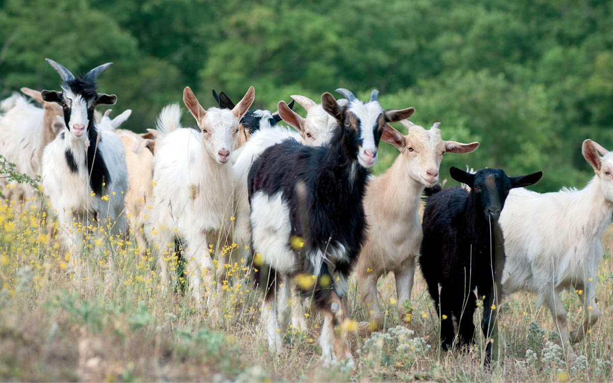 Many believe that goats milks medium-chain fatty acids theres caprylic acid at - photo 7