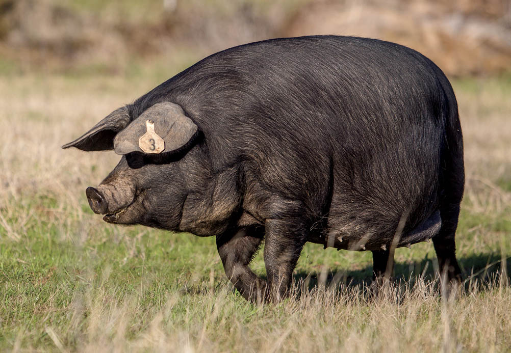 While factory-farmed pork is being sold into the global village Main Street - photo 5