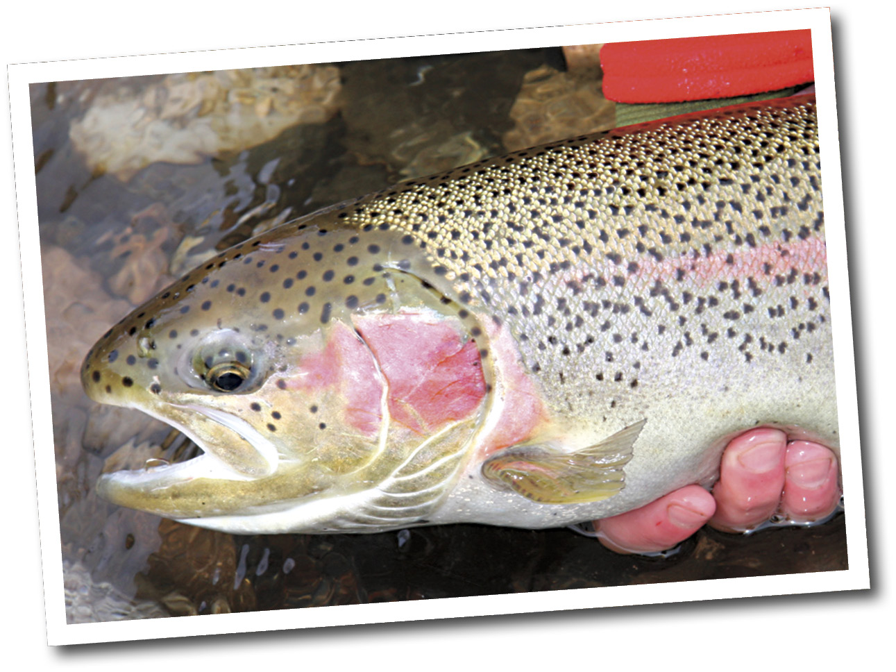 The steelhead trout is found in Alaska A small stream feeds the nearby lake - photo 7