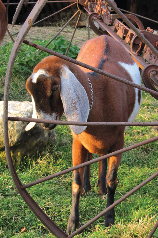 Introduction ARE YOU DREAMING of becoming a goat farmer When you picture - photo 19