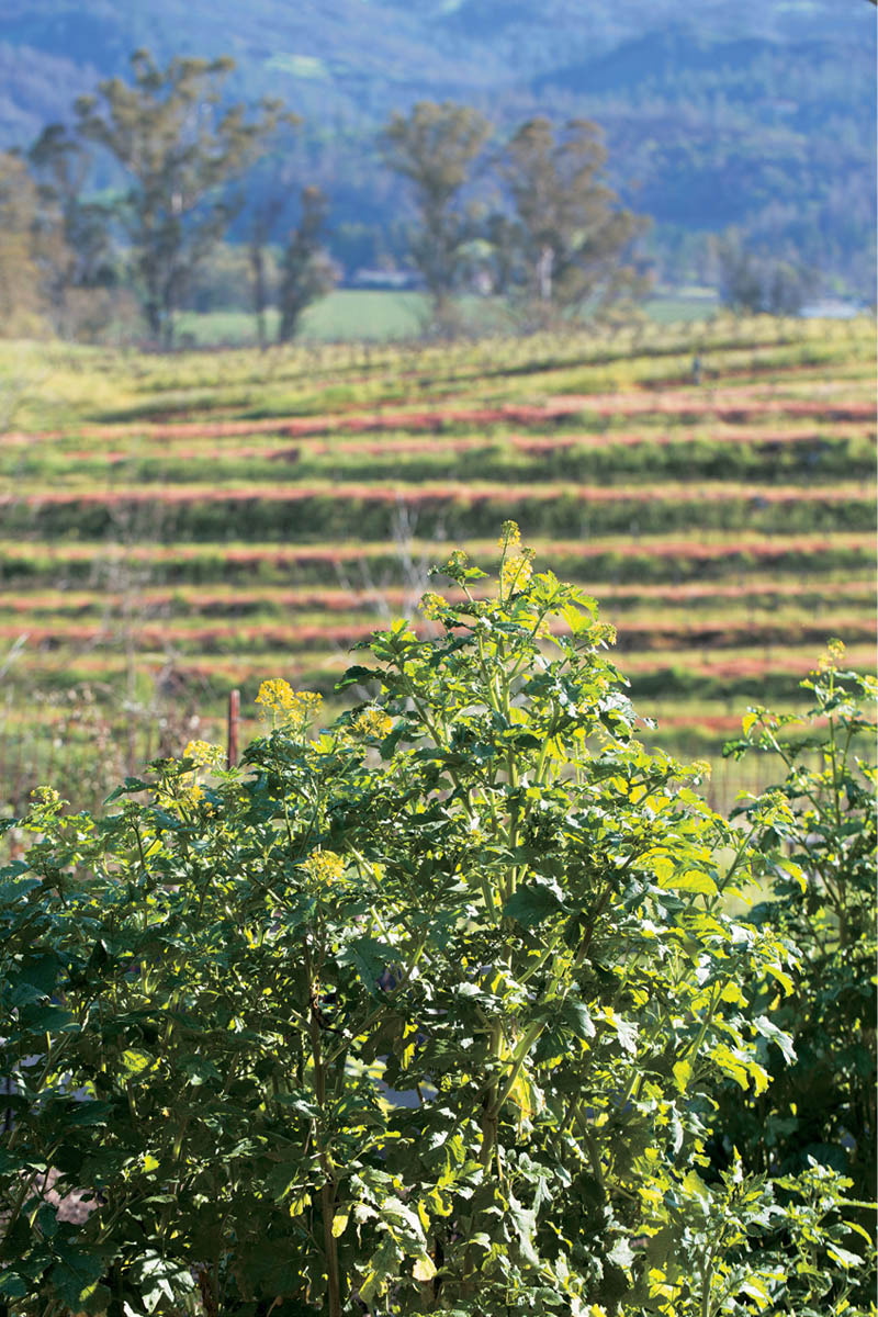 Biochar increases nutrient uptake and enhances plant growth Introduction the - photo 5