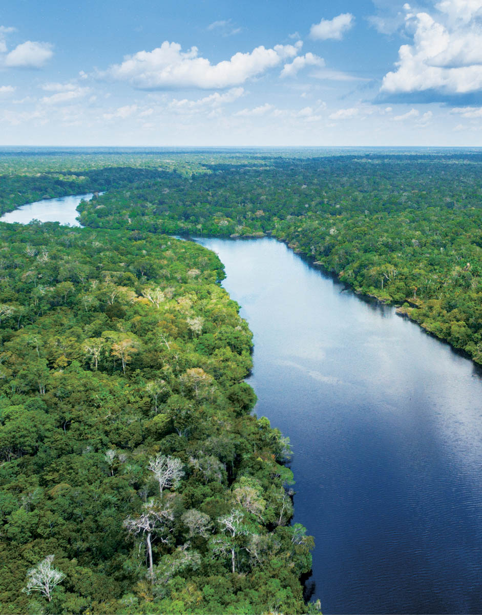 Scampering along the branches of a ficus tree 150 feet above the Amazon - photo 6