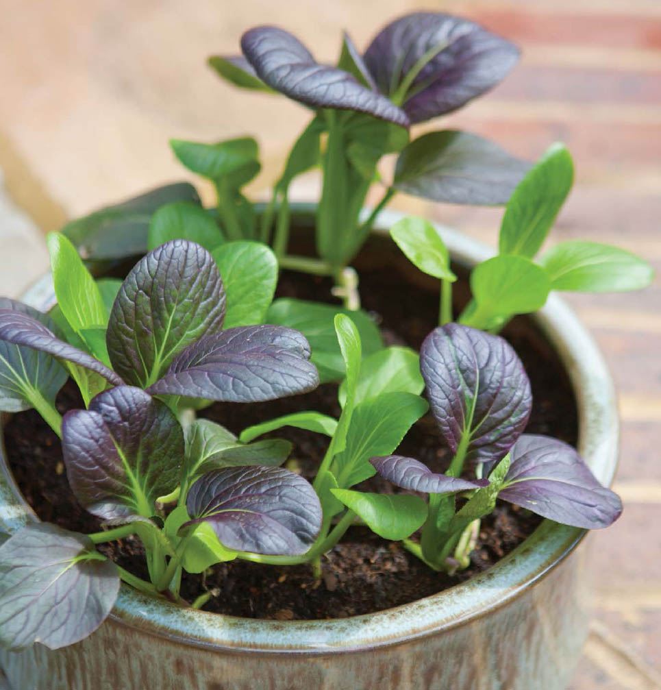 Container Vegetable Gardening Growing Crops in Pots in Every Space Liz Dobbs - photo 1