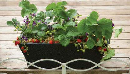 Introduction No garden No problem All you need are a few suitable containers - photo 7