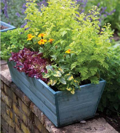 Introduction No garden No problem All you need are a few suitable containers - photo 8