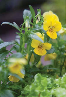 Violas add a cheerful splash in a sea of green lettuce However theres another - photo 11