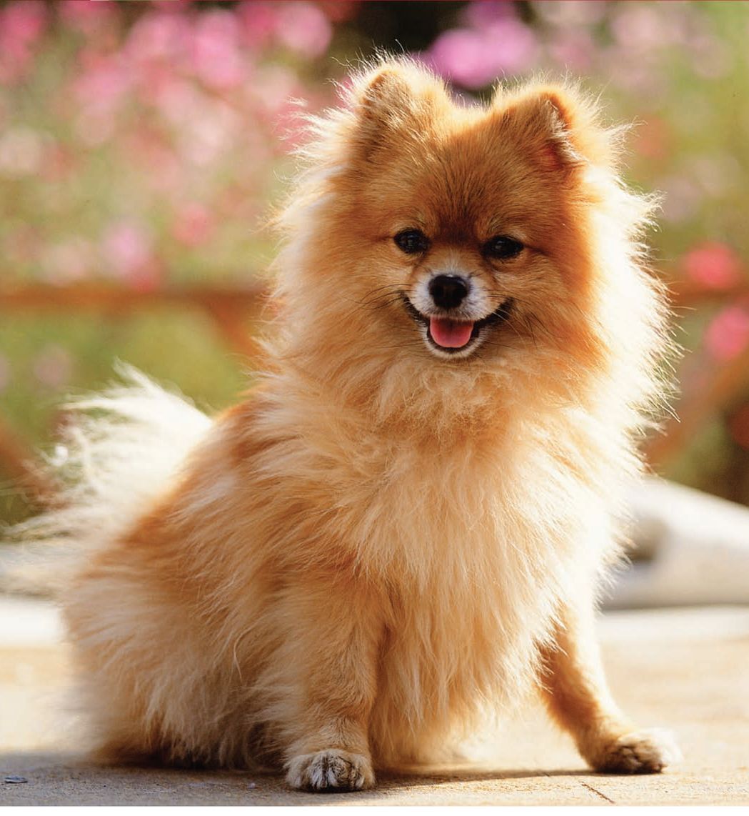 The Pomeranians identification as a toy breed is not a universally accepted - photo 1