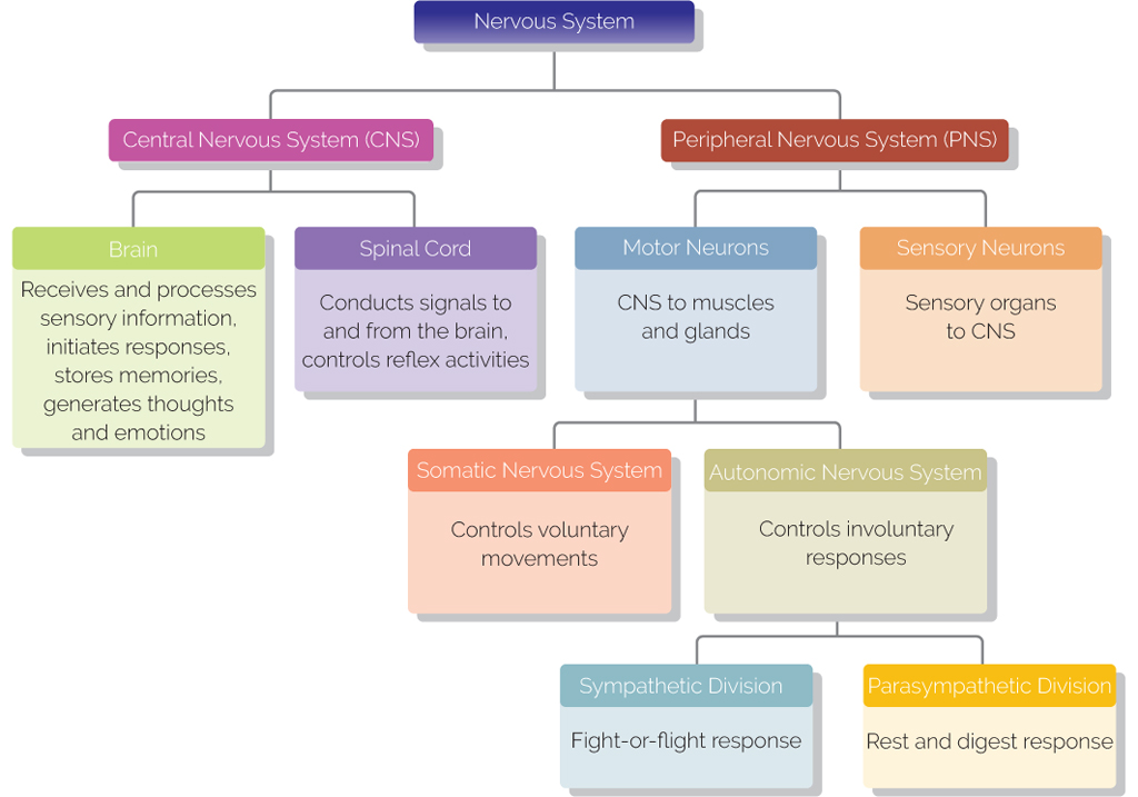 The PNS consists of 12 pairs of cranial nerves and 31 pairs of spinal nerves - photo 4