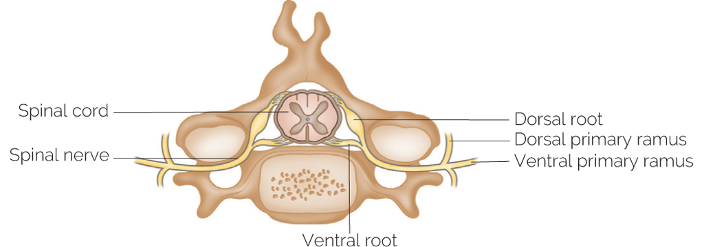 A spinal segment showing the nerve roots combining to form a spinal nerve - photo 5