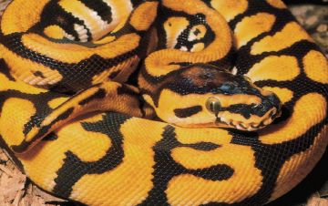 A variant of jungle ball python On the other hand ball pythons are highly - photo 2