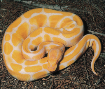 A high yellow albino ball python The incredible breeding potential of ball - photo 3