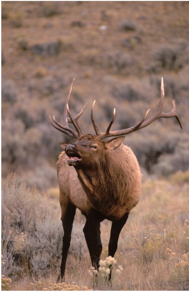 The bugle of a big bull elk is a sound youll never forget JACK BALLARD My - photo 2