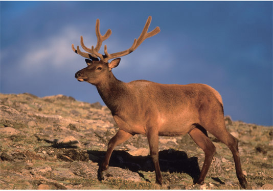 The coat of a fat and sleek bull elk appears reddish brown in summer JACK - photo 3