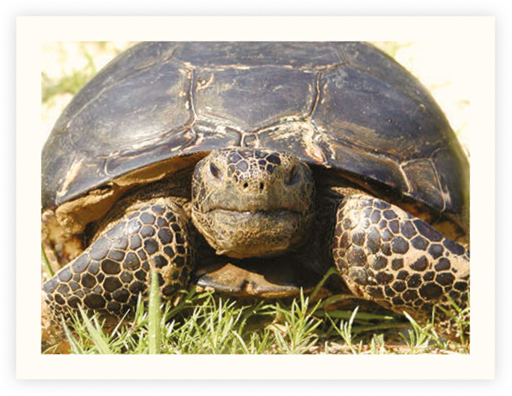 A GOPHER TURTLE ALSO CALLED A GOPHER TORTOISE In the fall of 1826 a - photo 10