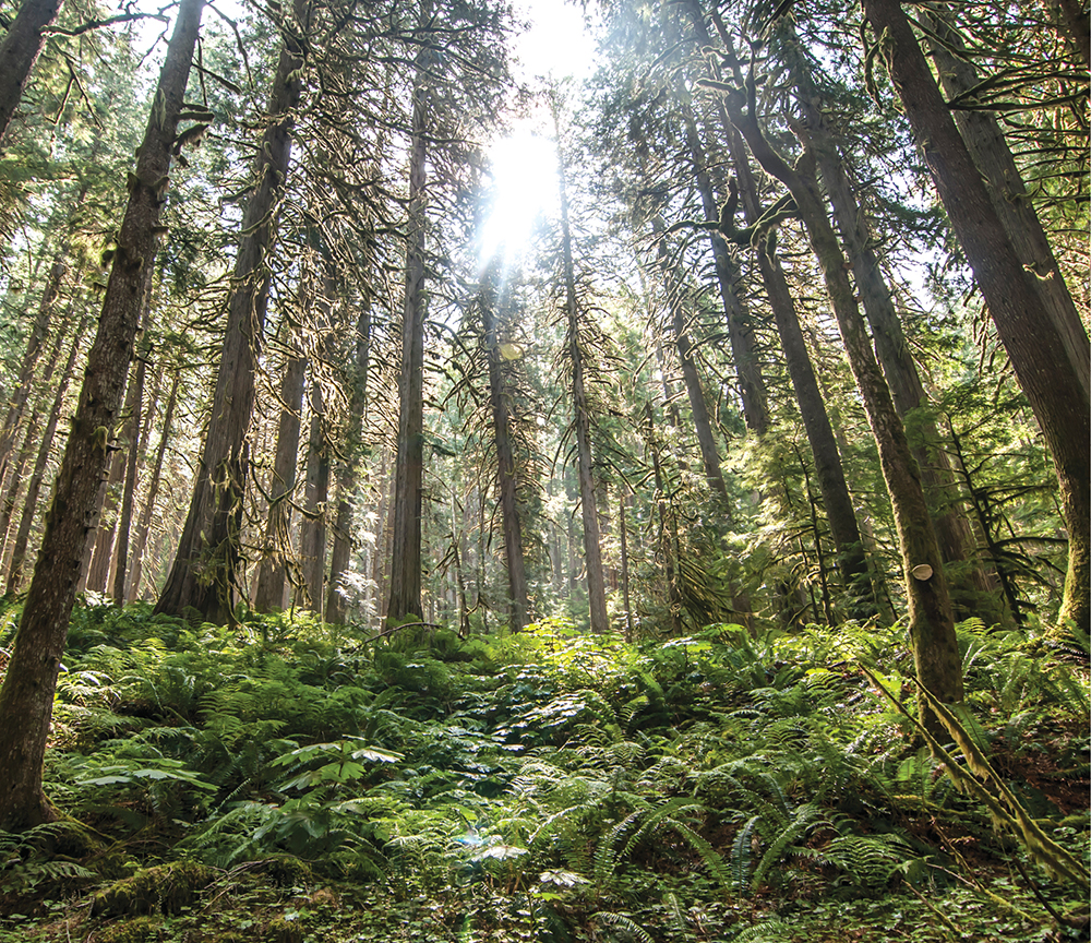 Sunlight filters through the forest in North Cascades National Park in - photo 3