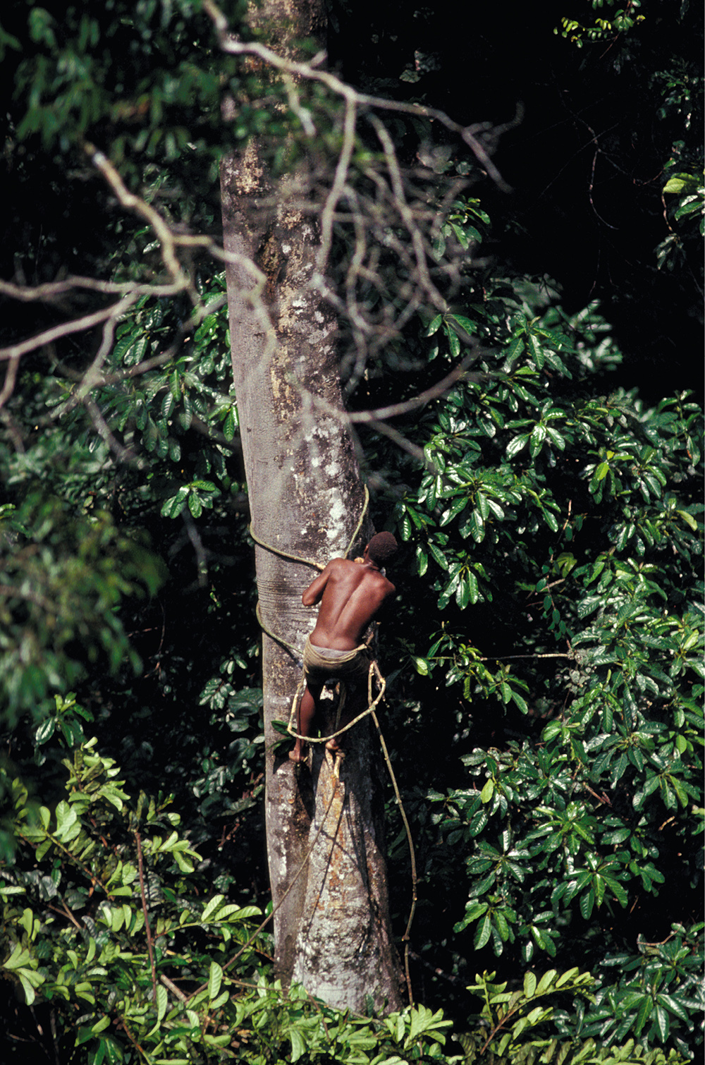 A Mbuti man in the Democratic Republic of the Congo climbs a tree to collect - photo 4