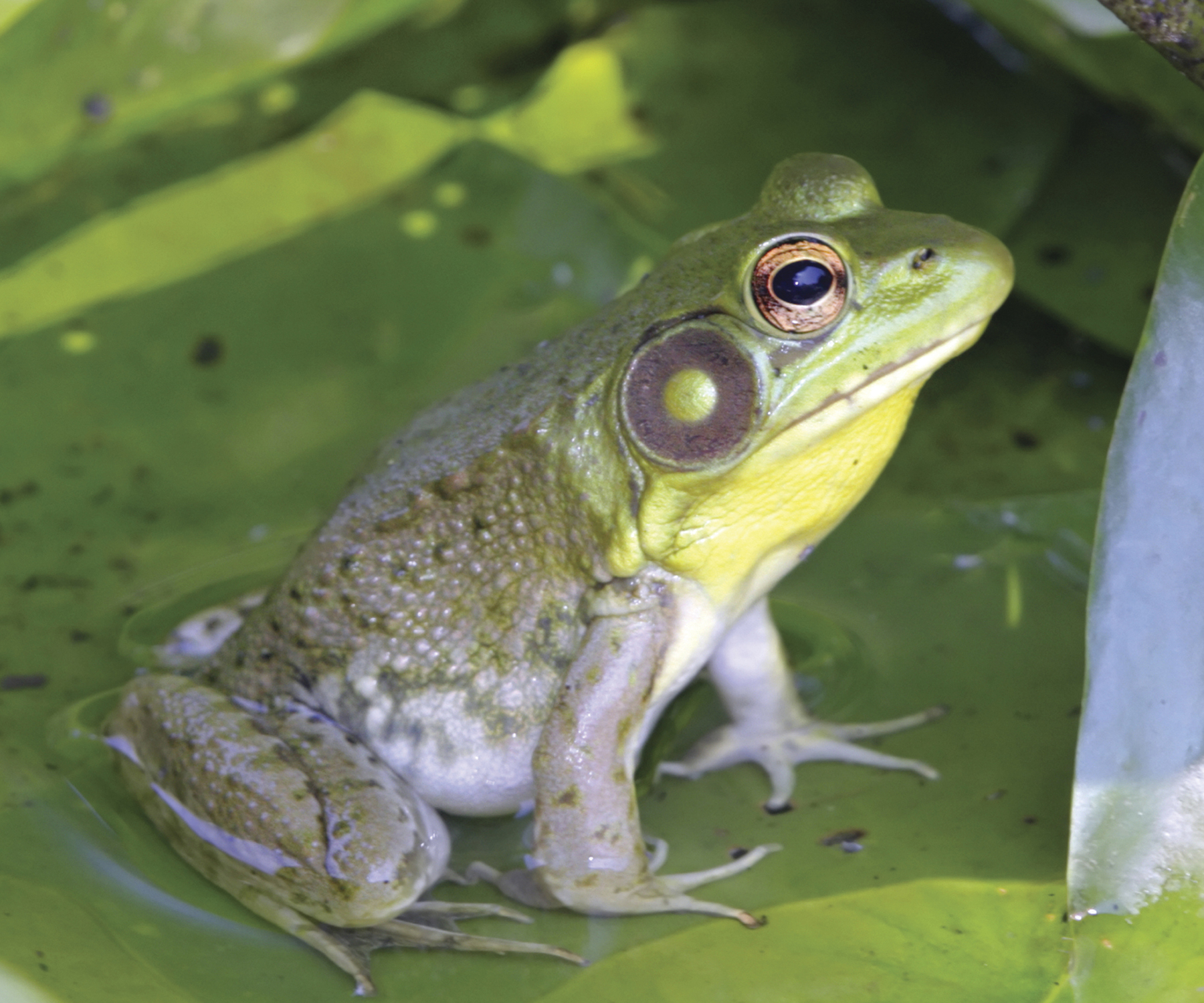 Image Credit Shutterstockcom Which of these animals is a frog Which one is a - photo 3