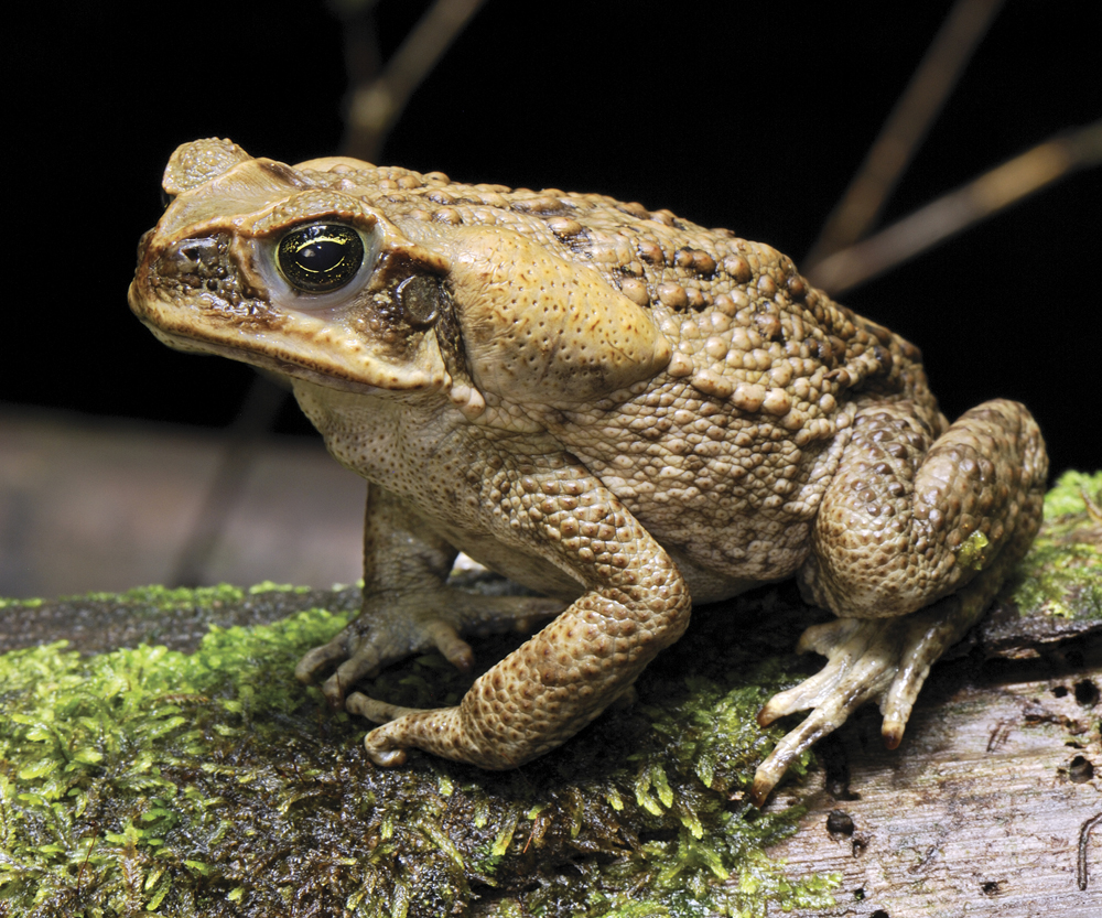 Image Credit Thomas Marent Image Credit Hugo WilcoxFoto Natura Marsh - photo 4