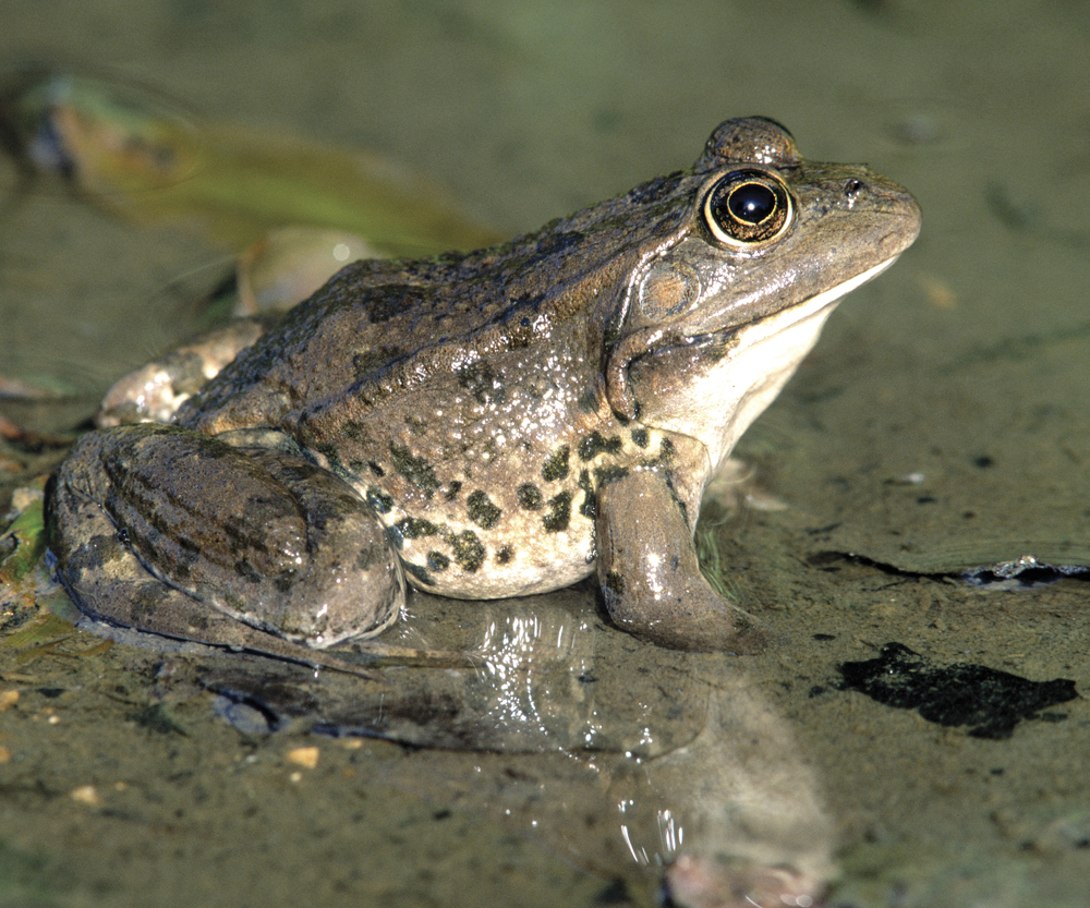 Image Credit Hugo WilcoxFoto Natura Marsh frog A frog has wet slimy skin It - photo 5