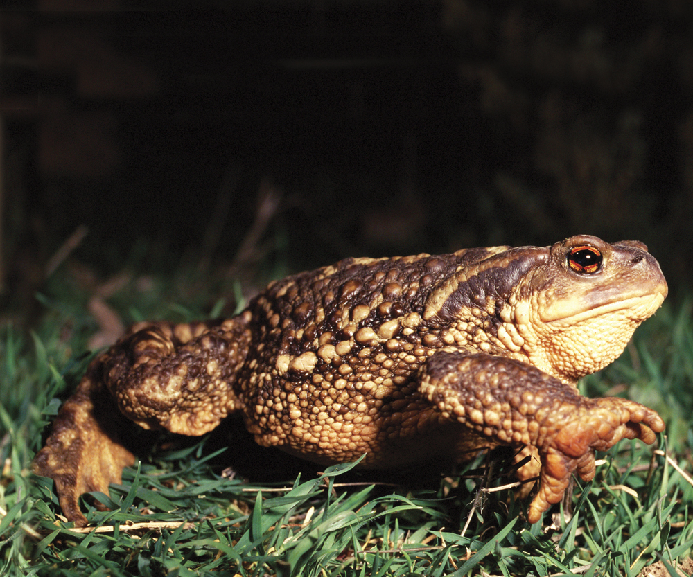 Image Credit Jose B Ruiz European toad A toad has drier bumpy skin The skin - photo 6