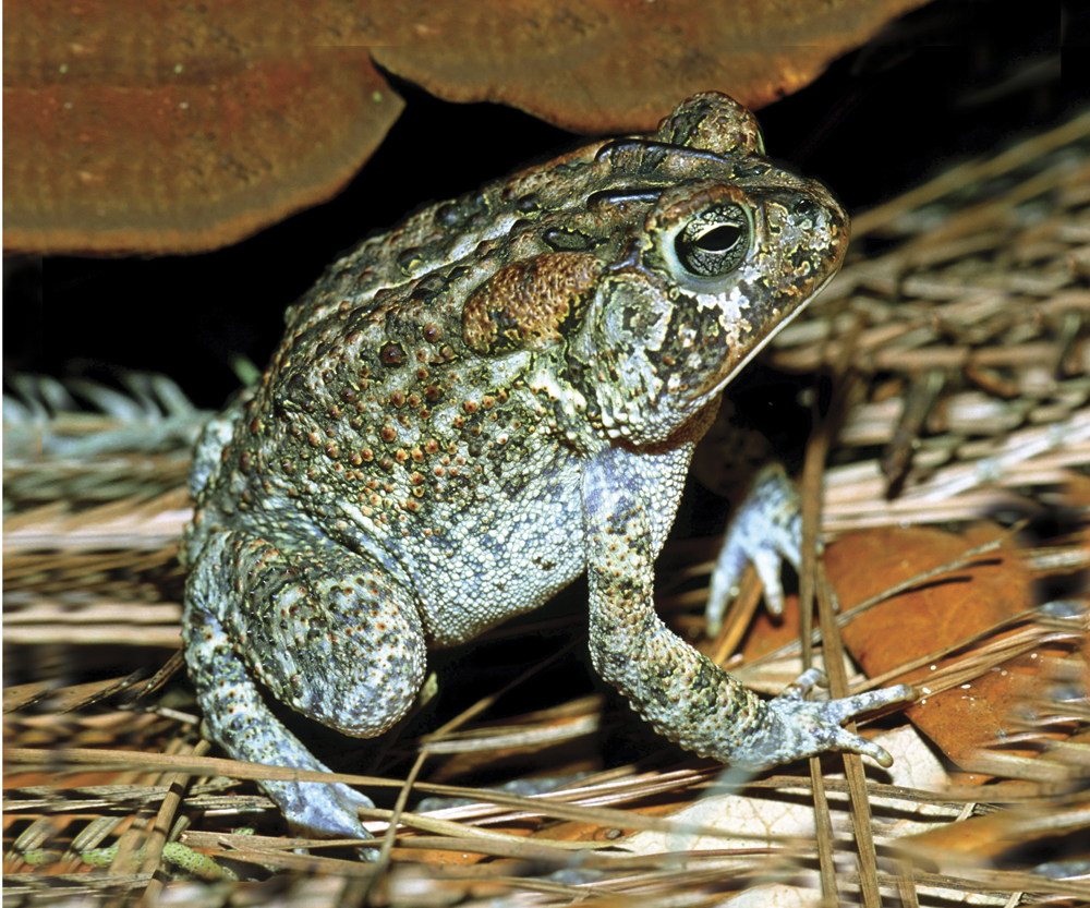 Image Credit Millard H SharpPhoto Researchers Inc American toad A toad has - photo 8