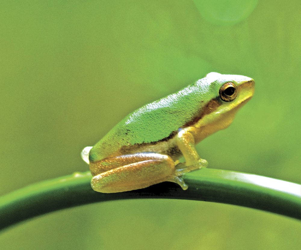 Image Credit Shutterstockcom Green tree frog A frog has a long thin body - photo 9