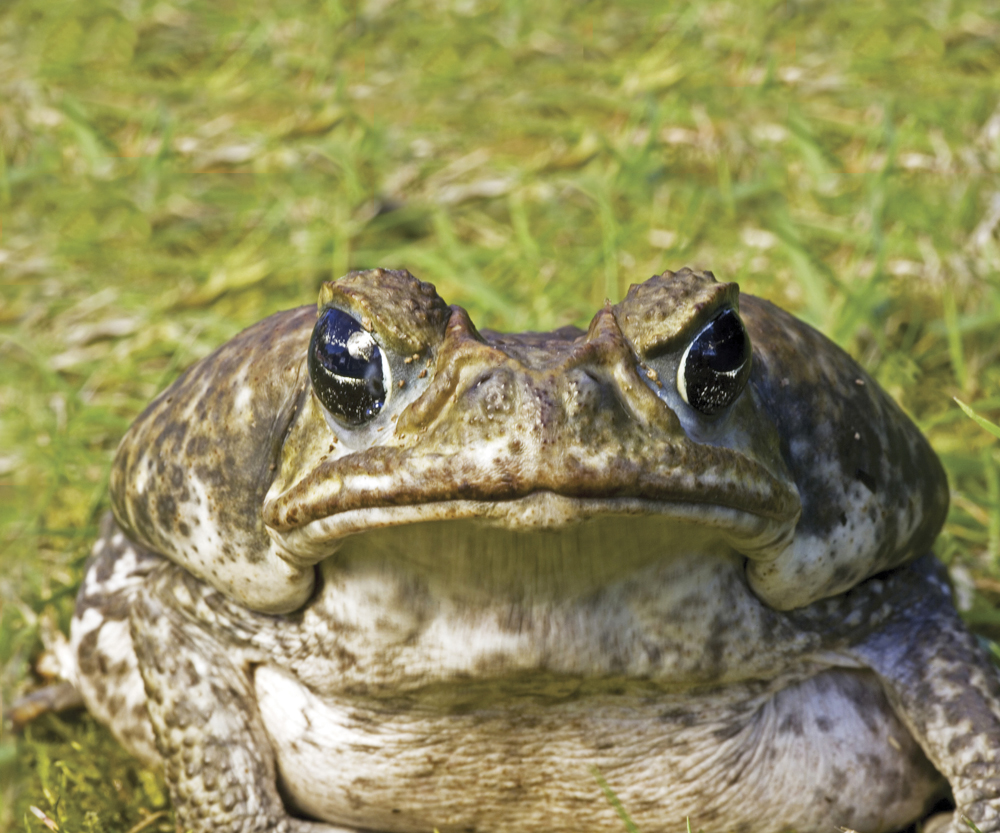 Image Credit Peter Arnold ImagesPhotolibrary Southern toad A toad has a fat - photo 10