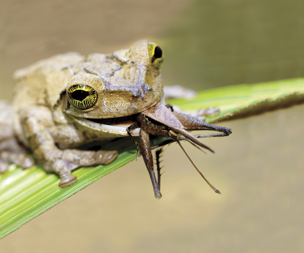 Image Credit Minden Pictures Fabio LiveraniNPL Tree frog A frog has teeth on - photo 11