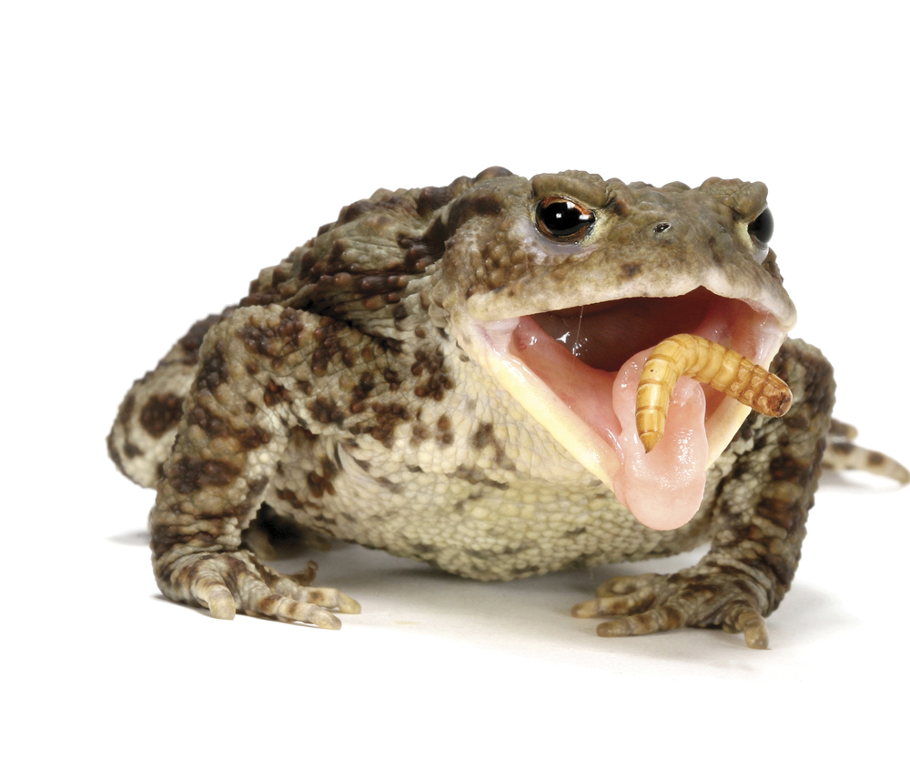 Image Credit Kim TaylorNPL European toad A toad does not have teeth It must - photo 12