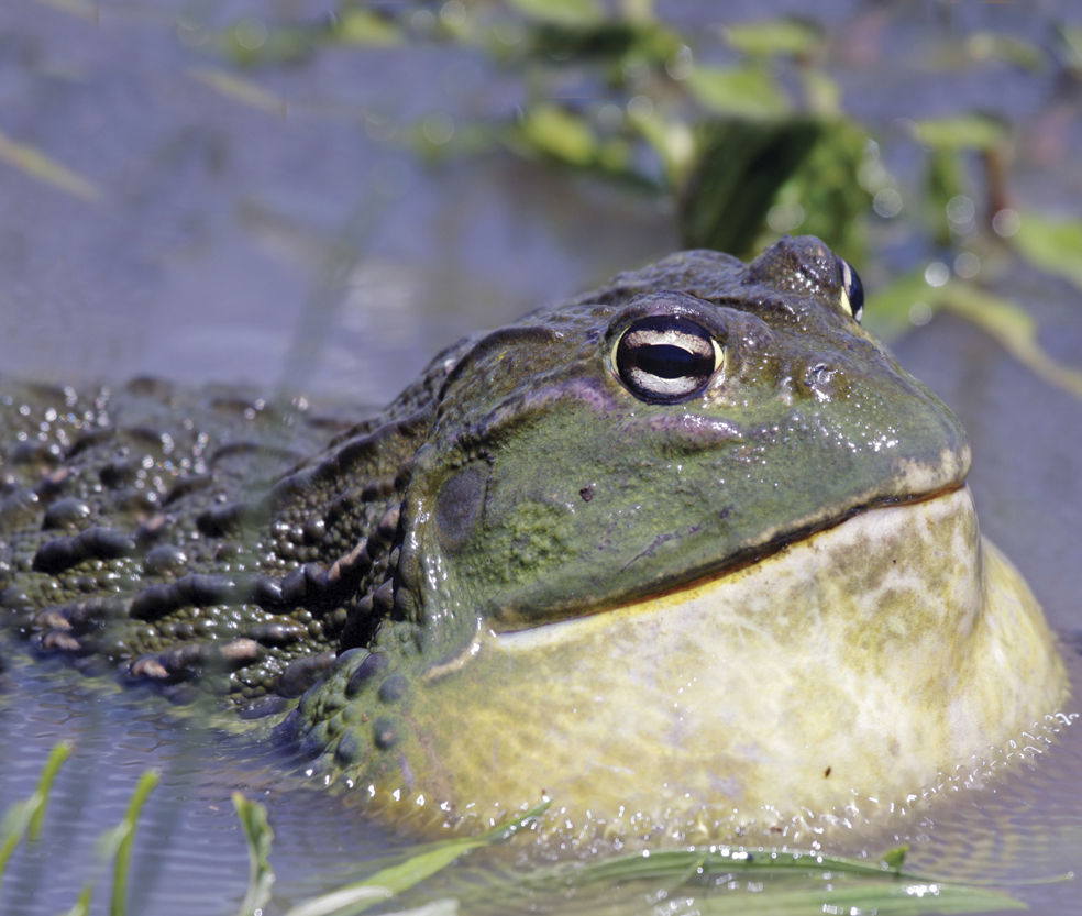 Image Credit Shutterstockcom African giant bullfrog A male frog sings loudly - photo 13