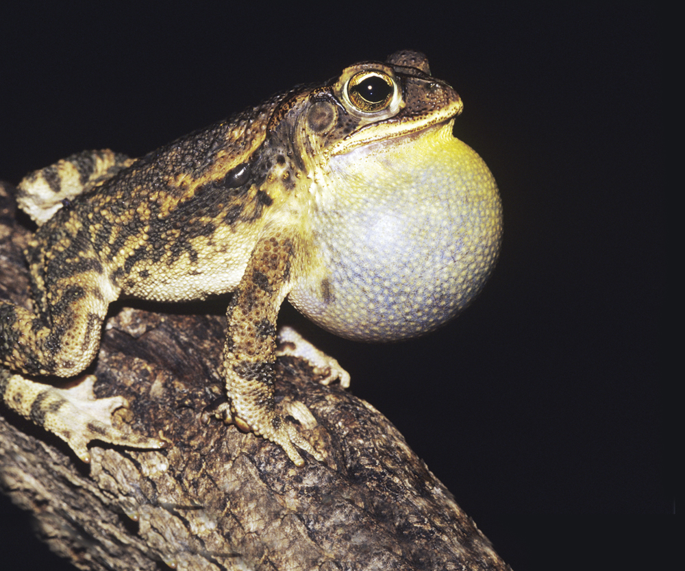 Image Credit imagebrokernetPhotolibrary American toad A male toad sings - photo 14