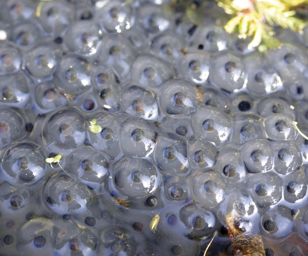 Image Credit Shutterstockcom A female frog lays eggs in clumps A thick - photo 15