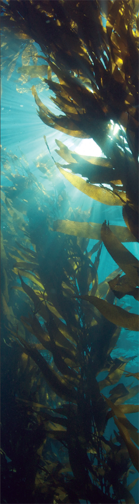 A giant kelp forest credit Clinton Bauder CC BY 20 WORDS TO KNOW erosion - photo 10